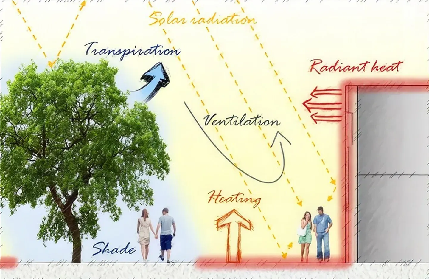 Diagram comparing a built-up street with little vegetation against a tree-lined street, showing heat absorbed and re-emitted by hard surfaces and the cooling provided by shade and evapotranspiration.