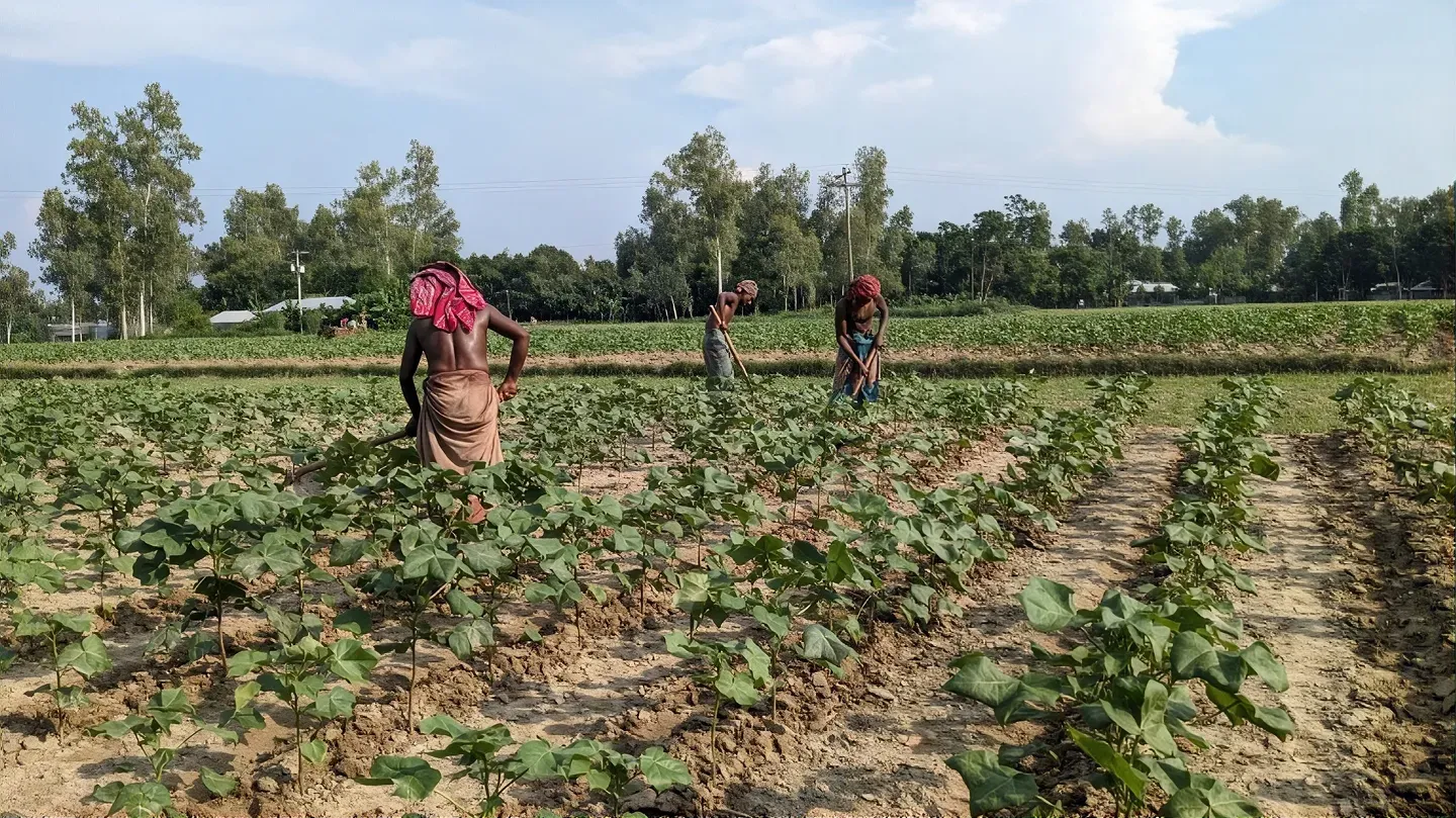 Cotton farmers working in a field.