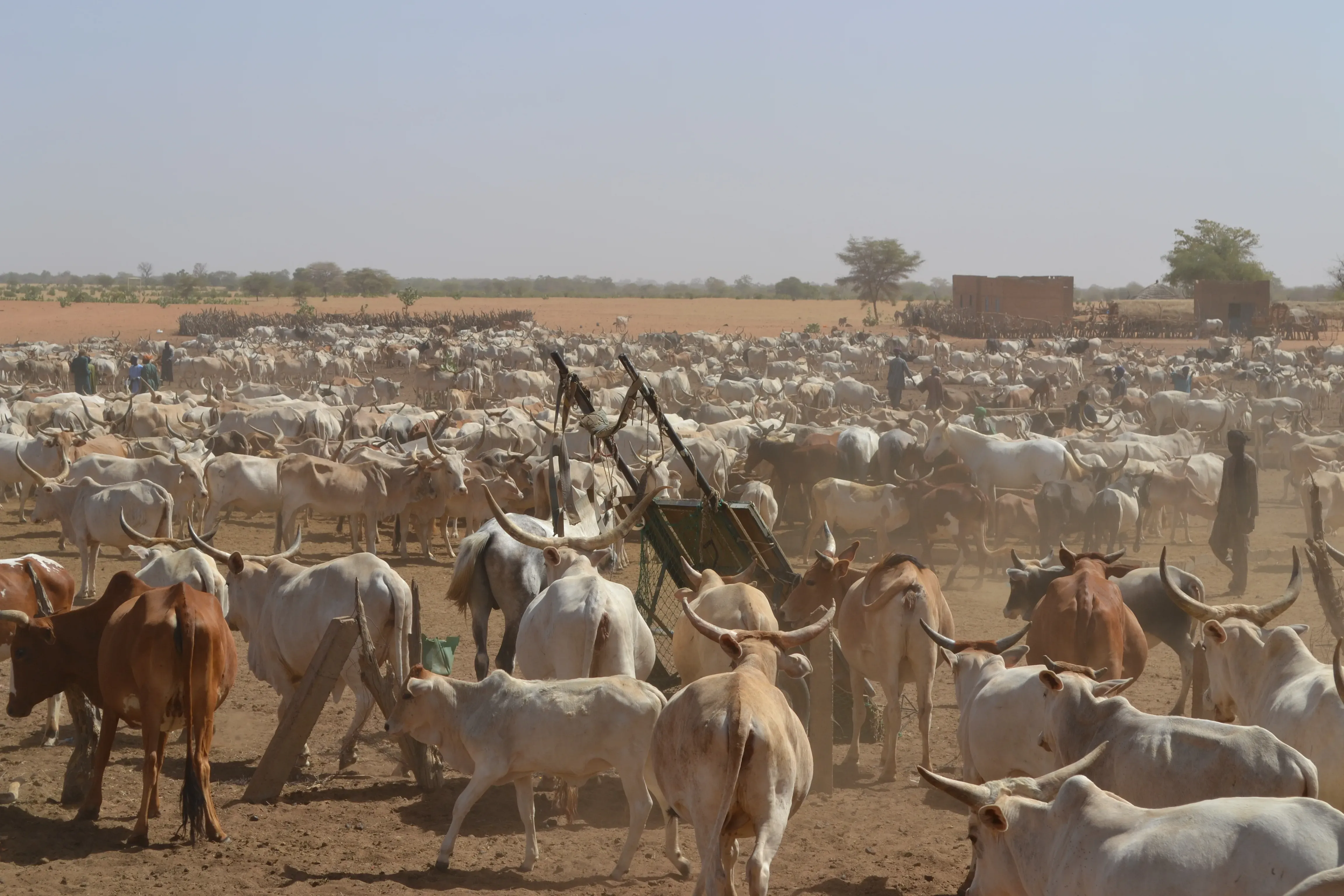 A large herd of cattle gathered at a watering point.