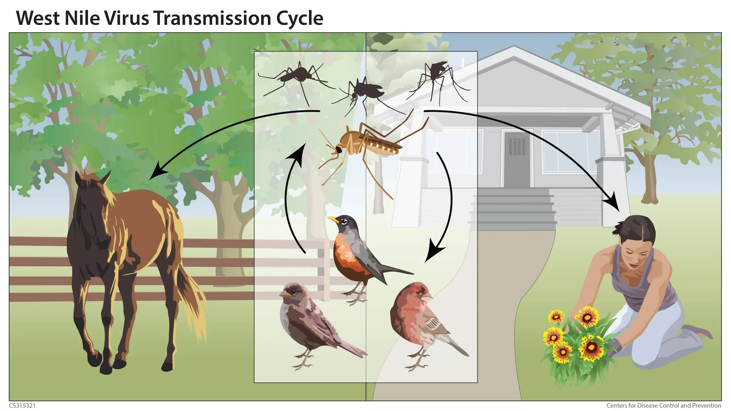 Diagram of the West Nile virus transmission cycle between mosquitoes and birds, with humans and horses shown as incidental dead-end hosts.