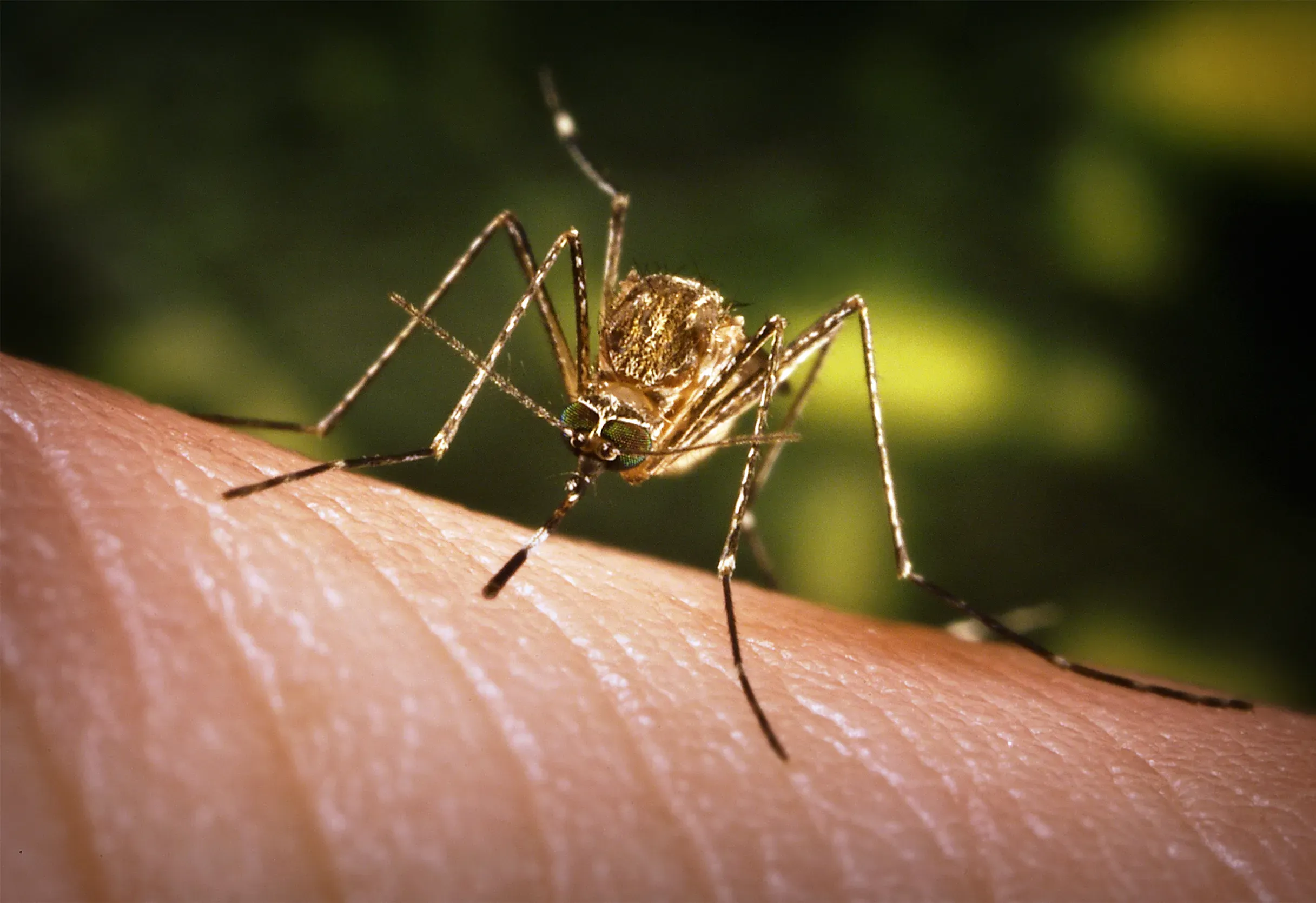Close-up photograph of a female Culex tarsalis mosquito resting on a surface.