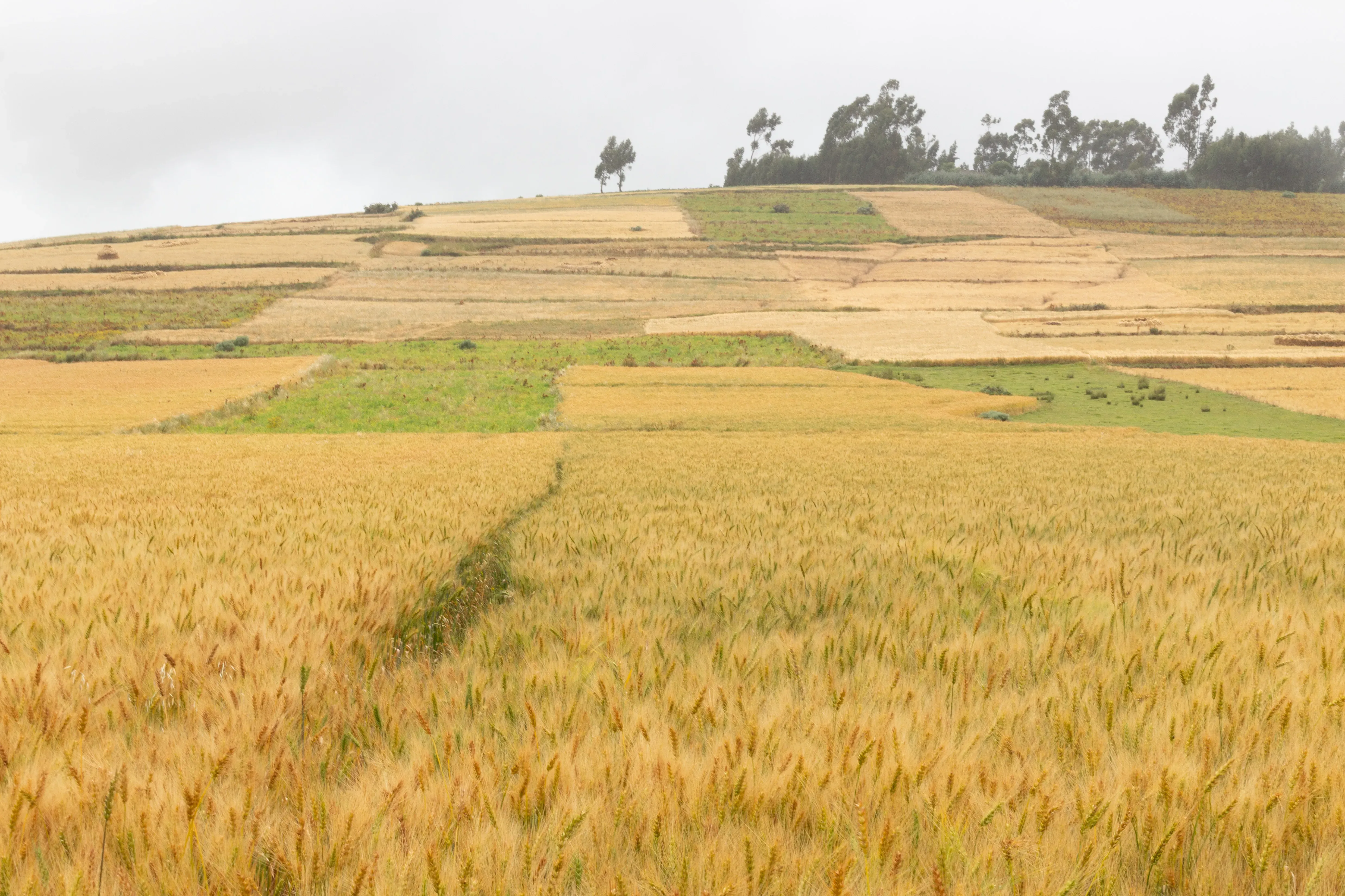 Ripening wheat fields forming a patchwork across a hillside in Ethiopia under an overcast sky.