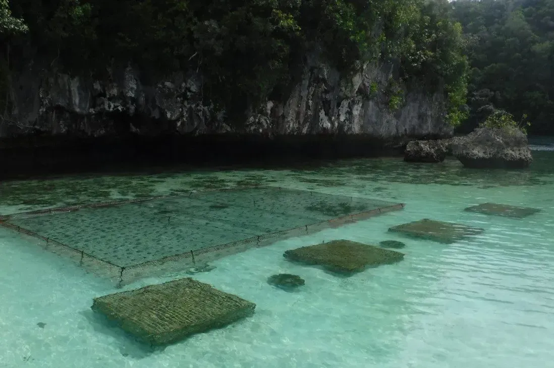 Fishermen tending aquaculture gear from a small boat in the shallows near the Palauan shore.