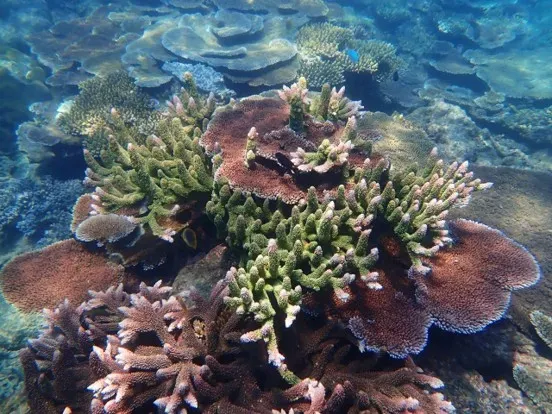 A shallow coral reef in clear water, with branching and plate corals covering the seabed.