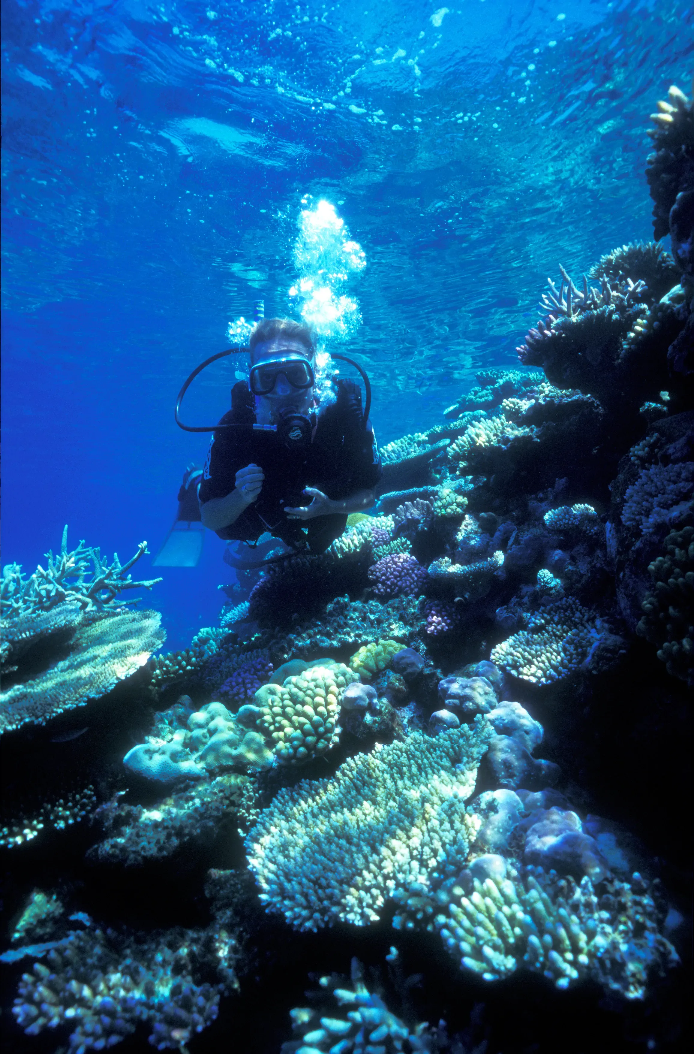 Bleached white coral on a reef flat, photographed from just above the water surface.