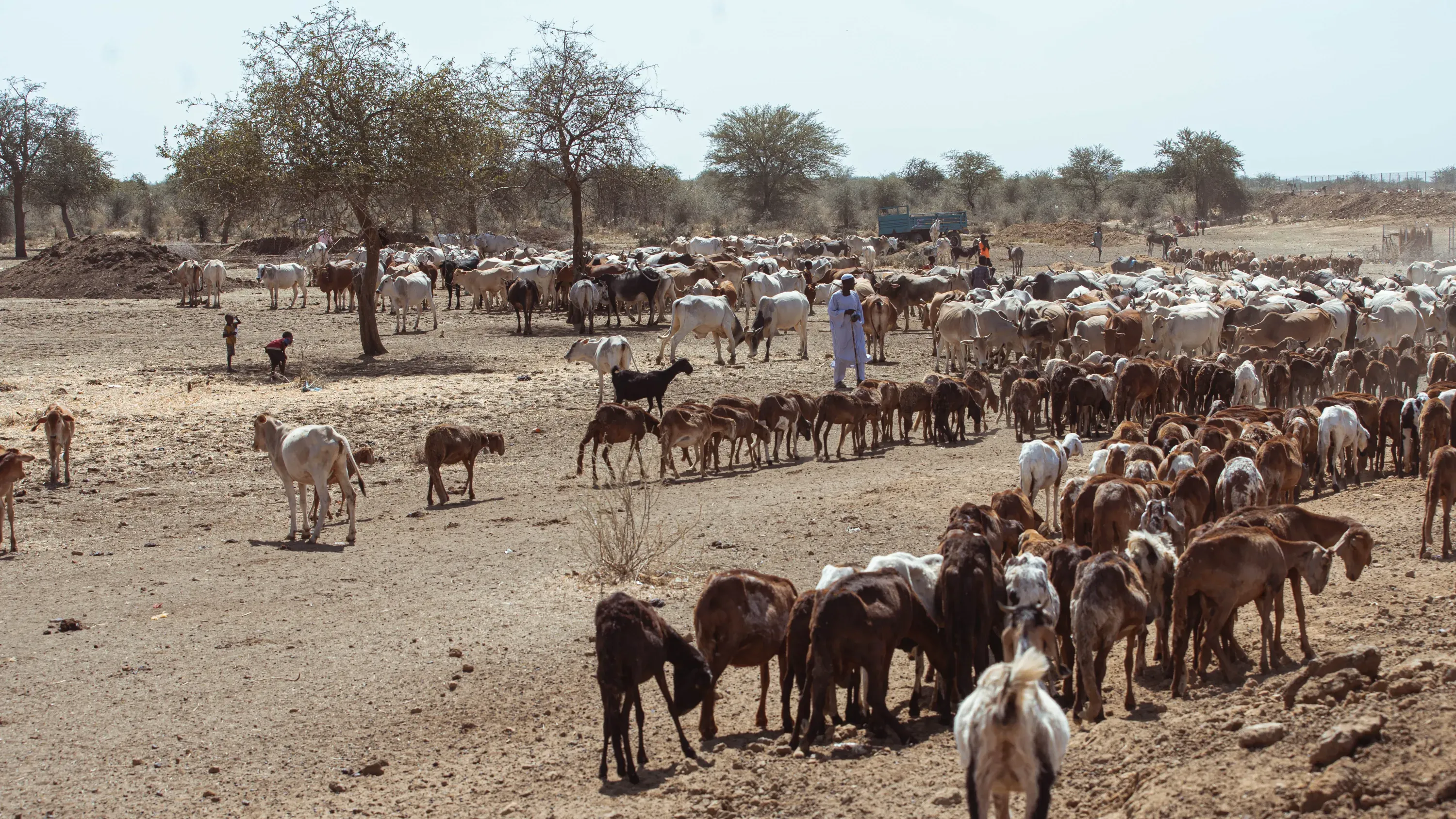 Photograph of local herders watering their animals at a constructed water point in a village in North Kordofan.