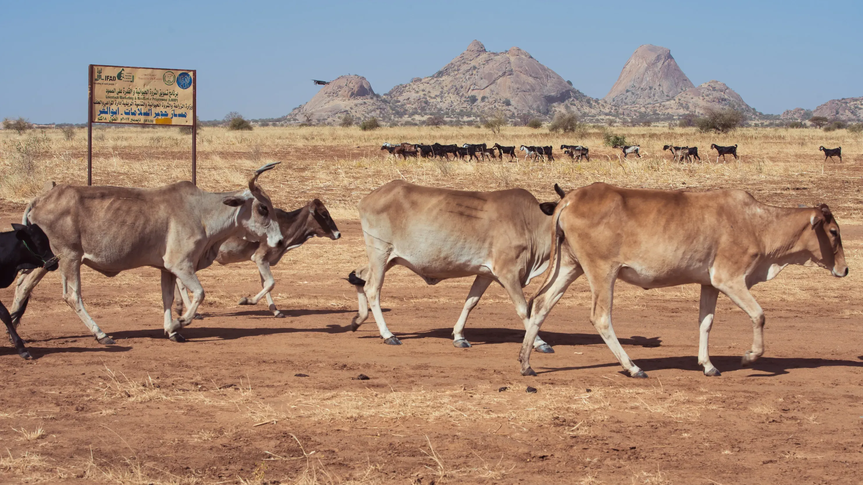 Photograph of pastoralists and their herd moving along a demarcated section of the livestock route.